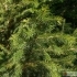 Picea morrisonicola -- Taiwan-Fichte